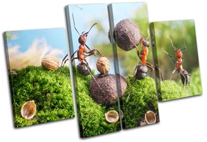 Cracking Nuts Humour MULTI LONA pared arte Foto impresion - Imagen 1 de 1