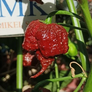 Carolina Reaper Chocolate, 10 semillas,Capsicum chinense (201) - Picture 1 of 1