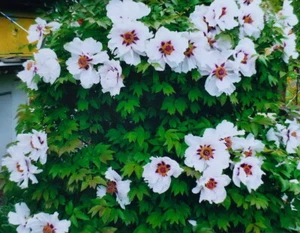 12 semillas peonía de árbol, peonía rockii - flor perenne resistente - Imagen 1 de 20