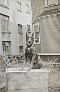 Hübsche schöne Dobermann Pinscher Hundefotos Mein Hund "Blitz" 1942 - Bild 1 von 5