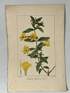 Gravur XIX - Original Botanische Illustration - MINULUS GLUTINOSUS - 26x17cm - Bild 1 von 3