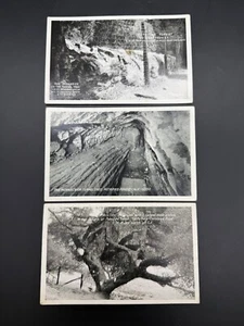 1940s Set of 3 Petrified Forest Postcards Lot Arch Monarch Tunnel Tree Arizona - Picture 1 of 9