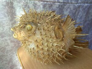 Vintage Taxidermy hunting taxidermie Puffer Porcupine Real Fish Blowfish  Hedgeh
