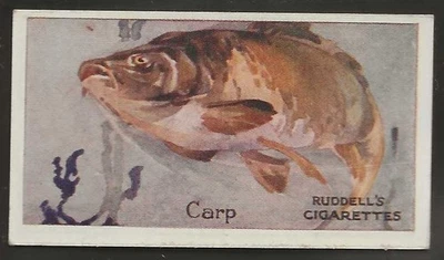 RUDDELL-ROD & GUN 1924-#21- CARP  - Image 1 of 2