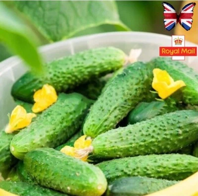 CUCUMBER GHERKIN CORNICHON de PARIS 20+ Seeds Early - Image 1 of 2