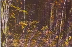 Woodland Trail-Adirondack Mountains, Nueva York - Imagen 1 de 2