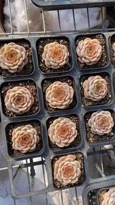 Echeveria  Rong Jing about 4cm succulent - Picture 1 of 4