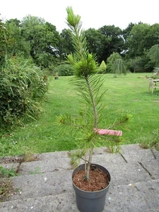 Pinus flexilis vanderwolfs pyramid 5L 90-100cm EXACT ITEM PHOTO - Picture 1 of 1