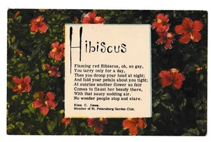 Carte postale HIBISCUS rouge flamboyant Oh So GAY St Petersburg Garden Club Floride FL - Photo 1/2