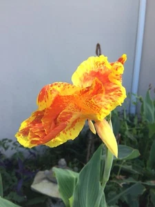 4 variegated Orange Yellow Canna Lily Bulb Well Rooted Tropical Tuber Rhizome - Picture 1 of 2