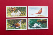TRADE CARDS BROOKE BOND FRANCES PITT BRITISH BIRDS LOT C INC NUMBER 1