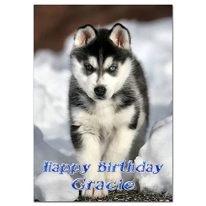 c264; Large Personalised Birthday card; Custom made for any name; Husky pup - Picture 1 of 1
