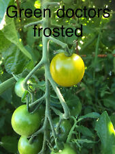 20 graine tomate cerise GREEN DOCTOR'S FROSTED  (bio/repro) frais port unique