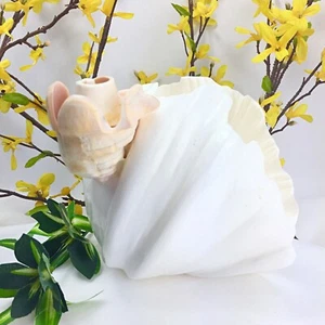 Vintage Seashell Art Genuine Clamshell Tabletop Decor - Picture 1 of 8