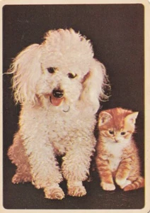 Poodle & Kitten,  Single Wide Swap Card - Bild 1 von 1