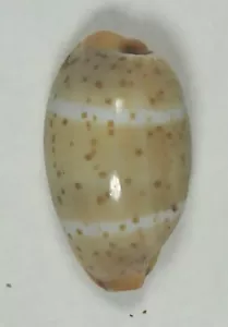 CYPRAEA HUMPHREYII JOHSONORUM 18,11 mm SUPER ELECCIÓN ESPÉCIMEN RARO Guam - Imagen 1 de 4