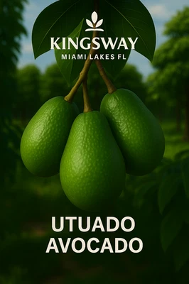 Raro Zill Auténtico Enano Utuado 3g Árbol de Aguacate Injertado 2-4 pies de Alto 3 Galones Foto 1 de 4