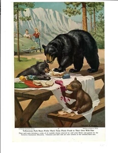 1950 Wildlife Art Print Series By Walter Weber For National Geographic 8 Sheets - Picture 1 of 16