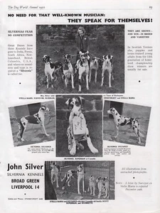 Dogge Hunderasse Zwinger Werbung Druckseite Silvernia Kennel Hundewelt 1950 - Bild 1 von 1