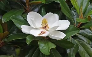 7 Magnolia Seeds with Large Flowers, Magnolia Grandiflora, Tulip Tree Laurel - Picture 1 of 4