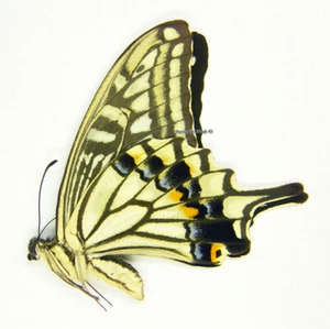 Unmounted Butterfly/Papilionidae - Papilio xuthus, male, China - Picture 1 of 1