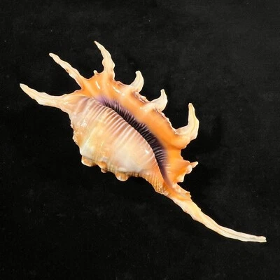 Lambis scorpius, Thailand, 117,5mm, F+, FANTASTIC SPECIMEN! - Image 1 of 4