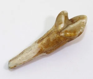 Höhlenbär, Ursus spelaeus, Quartär, Pleistozän, Zoolithenhöhle, Franken, D -L913 - Picture 1 of 6