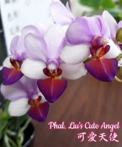 Orchid Orchidee Orquídea Phalaenopsis Liu's Cute Angel (3 L) - Foto 1 di 4
