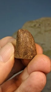 Jurassic Ichthyosaurus Bone. Faringdon Oxfordshire. Boxed with information. 27mm - Picture 1 of 3