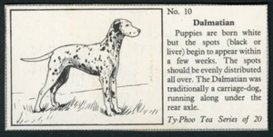 DALMATIAN TYPHOO TEA POPULAR BREEDS OF DOG 1955 TRADE CARD #10 - Foto 1 di 1
