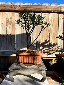 AWESOME! Fantastic Pomegranate Pre-Bonsai, 15 Years, Huge Trunk - Picture 1 of 10