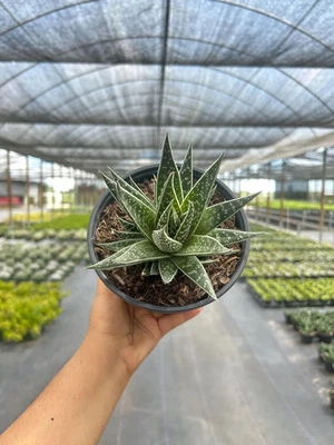 Haworthia Tiki Tahi | Rare Succulent | Indoor & Outdoor Tropical Plant in 6" Pot - Image 1 of 3