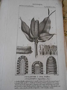 Gravure 19ème - Botanique Cyclanthe à deux feuilles - Picture 1 of 1