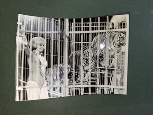 DDR foto TIGER DRESSUR im CIRKUS HUMBERTO zirkus cirque circo wild animal tamer - Bild 1 von 1