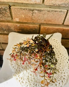 Red Baby’s Grass Pick, 9” - Bild 1 von 11