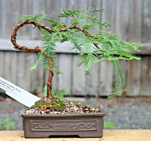 SAMEN Bonsai Samen Sämereien i! URWELT-MAMMUT-BAUM !i Zimmerpflanze Wintergarten - Bild 1 von 1