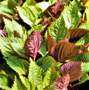 Vietnamese Perilla Seeds | Jeok Ssam Ip Purple Green Shiso Asian Seed 2025 - Picture 1 of 12