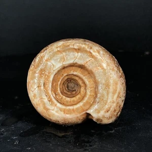 81G AMAZING PERMIAN WHOLE AMMONITE FOSSIL MOLLUSCA TIMOR - Picture 1 of 16