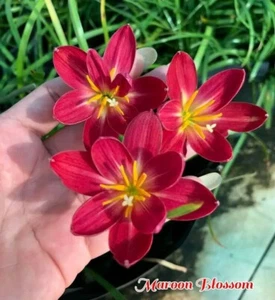 Rain Lily Flower Bulb (Pack of 01 Bulb) A lot color to choose from. - Picture 1 of 15
