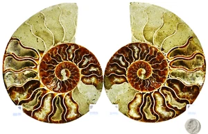 Grande coppia di cristalli multicolore ammonite 148 mm 110 myo Dino Fossil 5,6" e4953rr - Foto 1 di 8