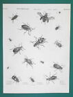 Entomology Horned Beetles Coleoptera Genus Carabus - 1820 A. Rees Antique Print