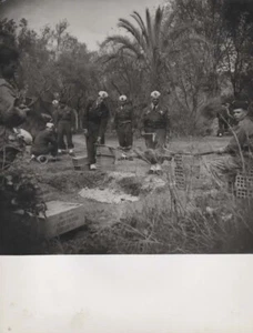 Photo  - Méchoui - PALESTRO - Algérie - Années 1950 - - Bild 1 von 1