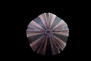 Marine Life- Mespilia globulus-30 mm- BEAUTIFUL COLOR!!! - Picture 1 of 3