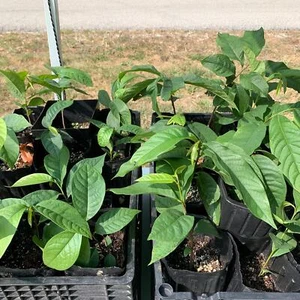 1 Paw Paw Tree & Free 24” Tree  Tube- only Organic Sprays Used. In 11” Deep Pot - Picture 1 of 3