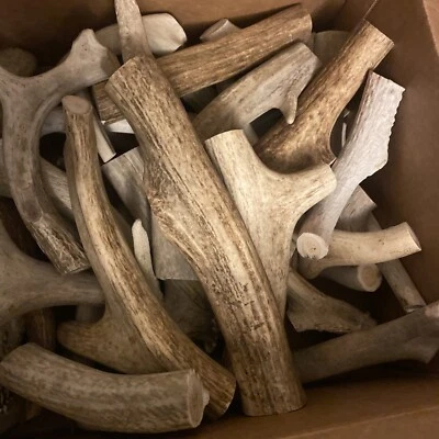 Bulk - Deer/ Elk Antler Dog Chews Sold by the Pound - (A) Grade Antlers for Dogs - Image 1 of 4