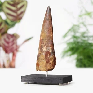 XL Spinosaurus Tooth Bespoke Solid Oak Stand Real Dinosaur Fossil Home Decor - Imagen 1 de 5