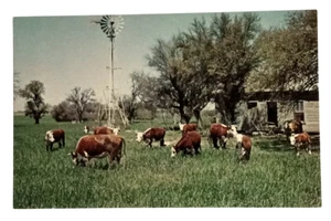 Texas Cattle at Watering Time Cows Landscape Scenic View TX Postcard c1960s (b) - Picture 1 of 2
