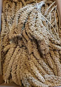Kolbenhirse gelb 1kg - Natur Hirse Wellensittiche Kanarien Vögel Nager Futter - Bild 1 von 1