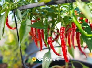 100% Genuine Thailand Thai Dragon Chilli Seeds HOT - FREE FAST Shipping! - Picture 1 of 3