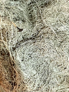 8 oz USNEA MOSS Lichen (Usnea Barbata) Old Mans Beard, SURVIVAL MOSS, FAST Ship - Picture 1 of 4